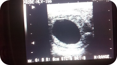 Carry ist tragend von Cristallo - Parkhof Enger - Zucht- und Ausbildungsstall in Westerenger Bielefeld Germany