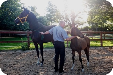 Staatsprämienstute Chacira mit Hengstfoghlen von Countselo x Count Grannus - Parkhof Enger - Zucht- und Ausbildungsstall in Westerenger Bielefeld Germany