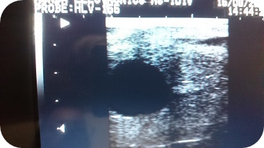 Ehre tragend von Cristallo I - Parkhof Enger - Zucht- und Ausbildungsstall in Westerenger Bielefeld Germany