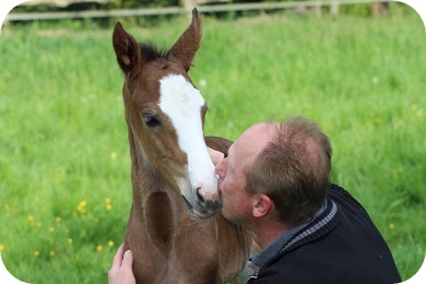 Stutfohlen von Cristallo I x Capriol - Parkhof Enger - Zucht- und Ausbildungsstall in Westerenger Bielefeld Germany