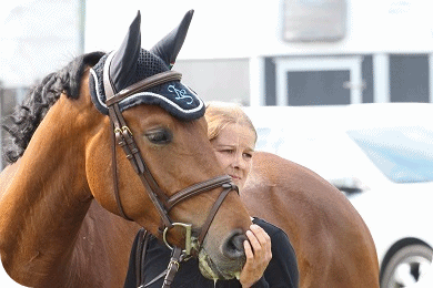 Sportpferd Never Say Never B 2018 - Parkhof Enger - Zucht- und Ausbildungsstall in Westerenger Bielefeld Germany