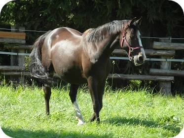 Ramanjola tragend von Chaman - Parkhof Enger - Zucht- und Ausbildungsstall in Westerenger Bielefeld Germany