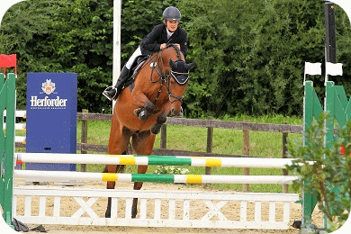 Never Say Never und Ulrike Winter starten gemeinsam in einer Springpferdeprüfung - Parkhof Enger - Zucht- und Ausbildungsstall in Westerenger Bielefeld GermanyWesterenger Bielefeld Germany