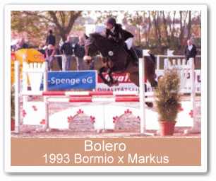 Sportpferd Bolero - Parkhof Enger - Zucht- und Ausbildungsstall in Westerenger Bielefeld Germany