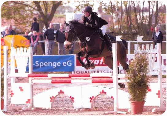 Sportpferd Bolero - Parkhof Enger - Zucht- und Ausbildungsstall in Westerenger Bielefeld Germany