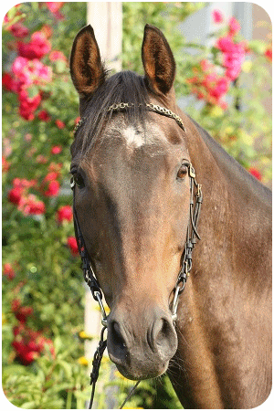 Sportpferd Bolero - Parkhof Enger Westerenger Bielefeld Germany