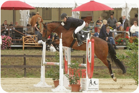 Sportpferd Cassias B - Parkhof Enger - Zucht- und Ausbildungsstall in Westerenger Bielefeld Germany