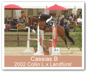 Sportpferd Cassias B - Parkhof Enger - Zucht- und Ausbildungsstall in Westerenger Bielefeld Germany