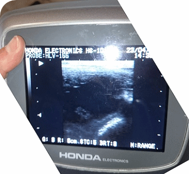 Chacira tragend von Comme il Faut 2017 - Parkhof Enger - Zucht- und Ausbildungsstall in Westerenger Bielefeld Germany