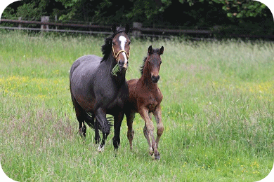 Zuchtstute Chacira - Parkhof Enger - Zucht- und Ausbildungsstall in Westerenger Bielefeld Germany