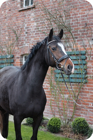 Zuchtstute Chacira - Parkhof Enger Zucht- und Ausbildungsstall Westerenger Bielefeld Germany