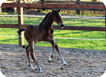 Hengstfohlen Chamiro B von Prämienhengst (PH) Chaman aus Ramanjoloa - Parkhof Enger - Zucht- und Ausbildungsstall in Westerenger Bielefeld Germany