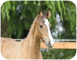 Hengstfohlen Charlie B - Parkhof Enger - Zucht- und Ausbildungsstall in Westerenger Bielefeld Germany