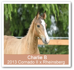  Charlie B - Parkhof Enger - Zucht- und Ausbildungsstall in Westerenger Bielefeld Germany