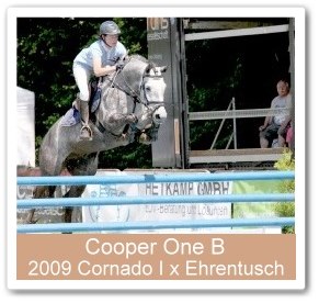Sportpferd Cooper One B - Parkhof Enger - Zucht- und Ausbildungsstall in Westerenger Bielefeld Germany