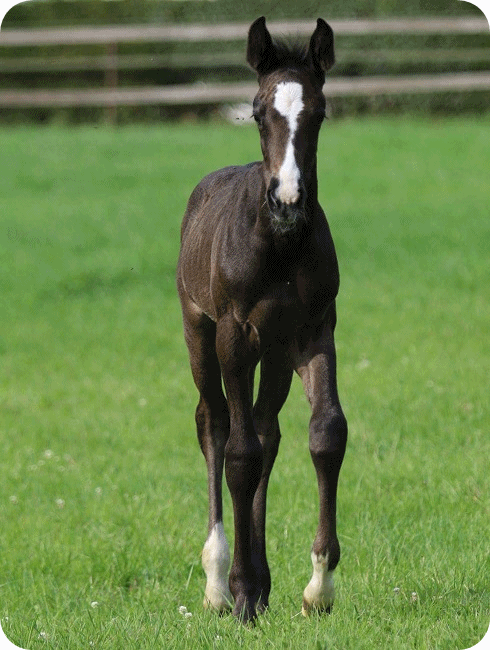 Hengstfohlen Cristallo's Luddi B Kopfbild - Parkhof Enger - Zucht- und Ausbildungsstall f�r Dressur und Springreiten