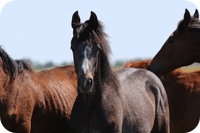 Hengstfohlen Cristallo's Hulapalu B Kopfbild - Parkhof Enger - Zucht- und Ausbildungsstall f�r Dressur und Springreiten