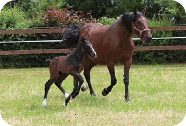 Hengstfohlen Cristallo's Hulapalu B - Parkhof Enger - Zucht- und Ausbildungsstall f�r Dressur und Springreiten