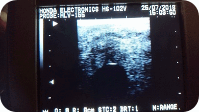 Ehre tragend von Cristallo I 2018 - Parkhof Enger - Zucht- und Ausbildungsstall in Westerenger Bielefeld Germany