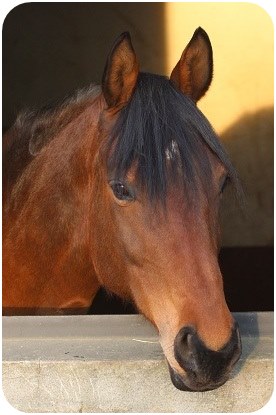 Zuchtstute Ramanjola - Parkhof Enger Zucht- und Ausbildungsstall Westerenger Bielefeld Germany
