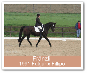 Sportpferd Fr�nzli - Parkhof Enger - Zucht- und Ausbildungsstall in Westerenger Bielefeld Germany