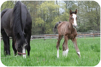 Charlie - Hengstfohlen von Cornado II - Parkhof Enger Westerenger Bielefeld Germany