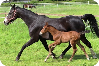 Hengstfohlen von Lord Pizarro aus Ramanjola