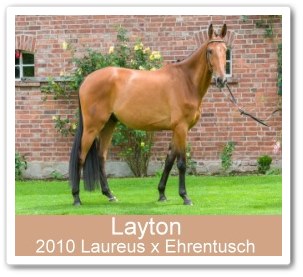 Sortpferd Layton - Parkhof Enger - Zucht- und Ausbildungsstall in Westerenger Bielefeld Germany