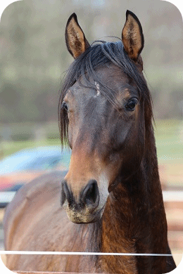 Sportpferd Little Joe 2018 - Parkhof Enger - Zucht- und Ausbildungsstall f�r Dressur und Springreiten