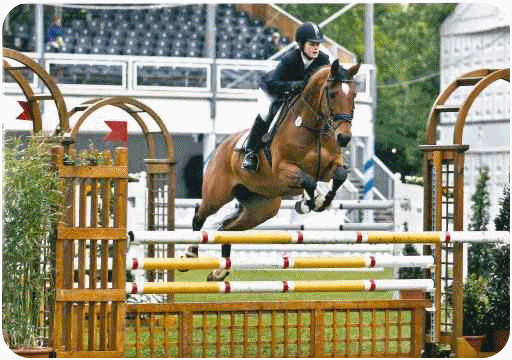 Zuchtstute Little Diamond - Parkhof Enger - Zucht- und Ausbildungsstall in Westerenger Bielefeld Germany