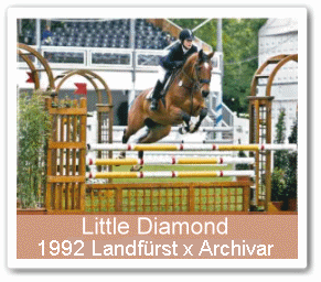 Zuchtstute Little Diamond - Parkhof Enger - Zucht- und Ausbildungsstall in Westerenger Bielefeld Germany