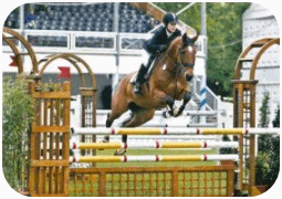 Zuchtstute Little Diamond - Parkhof Enger - Zucht- und Ausbildungsstall in Westerenger Bielefeld Germany