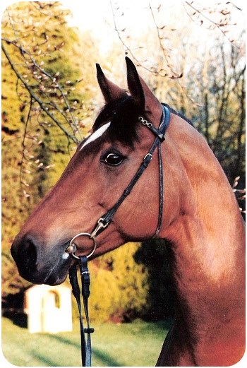 Zuchtstute Little Diamond - Parkhof Enger Westerenger Bielefeld Germany