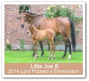 Hengstfohlen Little Joe B - Parkhof Enger - Zucht- und Ausbildungsstall in Westerenger Bielefeld Germany