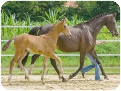 Hengstfohlen Lo Pan B