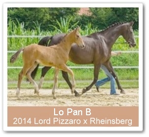 Hengstfohlen Lo Pan B - Parkhof Enger - Zucht- und Ausbildungsstall in Westerenger Bielefeld Germany