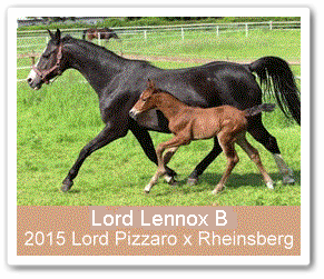  Lord Lennox B - Parkhof Enger - Zucht- und Ausbildungsstall in Westerenger Bielefeld Germany