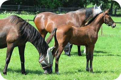 Hengstfohlen Lord Lennox B