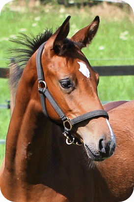 Lord Lennox B Kopfbild