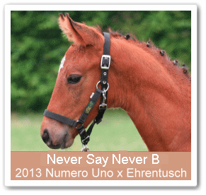 Hengstfohlen Never say Never B - Parkhof Enger - Zucht- und Ausbildungsstall in Westerenger Bielefeld Germany