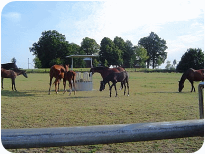 Weide mit Rundraufe - Parkhof Enger - Zucht- und Ausbildungsstall in Westerenger Bielefeld Germany 