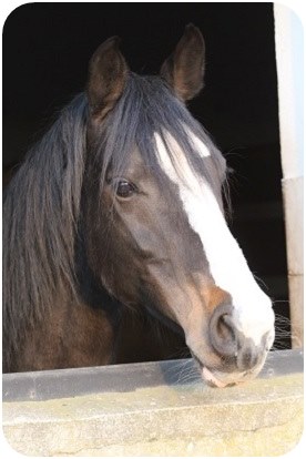 Zuchtstute Ramanjola - Parkhof Enger Zucht- und Ausbildungsstall Westerenger Bielefeld Germany