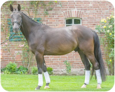 Nachwuchspferd Ribery - Parkhof Enger - Zucht- und Ausbildungsstall in Westerenger Bielefeld Germany