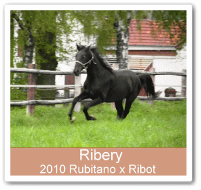 Sportpferd Ribery - Parkhof Enger - Zucht- und Ausbildungsstall in Westerenger Bielefeld Germany