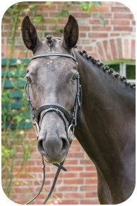 Nachwuchspferd Ribery - Parkhof Enger Westerenger Bielefeld Germany