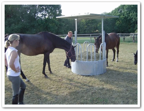 Paddock 1 - Parkhof Enger - Zucht- und Ausbildungsstall in Westerenger Bielefeld Germany 