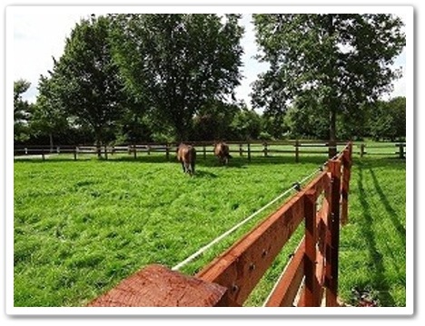 Weide 2 - Parkhof Enger - Zucht- und Ausbildungsstall in Westerenger Bielefeld Germany 