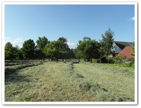 Weide 3 - Parkhof Enger - Zucht- und Ausbildungsstall in Westerenger Bielefeld Germany 